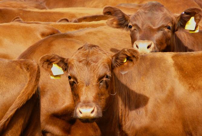 Kỹ thuật nuôi bò nhốt chuồng được áp dụng kỹ thuật chăn nuôi bò vỗ béo tại chuồng.