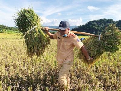 Lực lượng Công an giúp Nhân dân thu hoạch vụ mùa trước mùa mưa bão