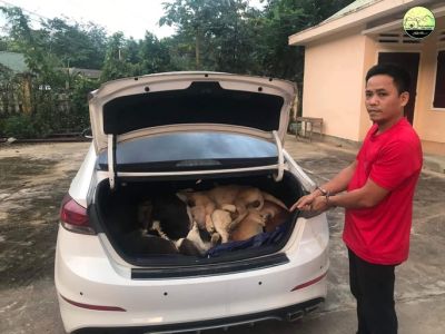 Đi xe con, trộm 38 con chó của người dân ở Quảng Nam