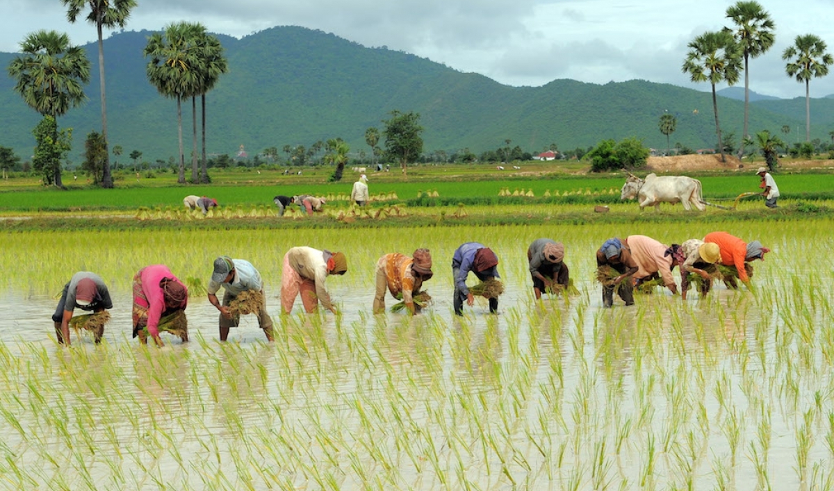 cambodia_rice_farming