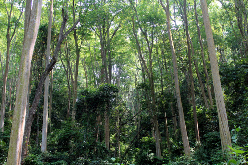 Dự án Quản lý rừng bền vững và bảo tồn đa dạng sinh học