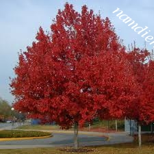 Vẻ Đẹp của cây phong lá đỏ đối với cảnh quan