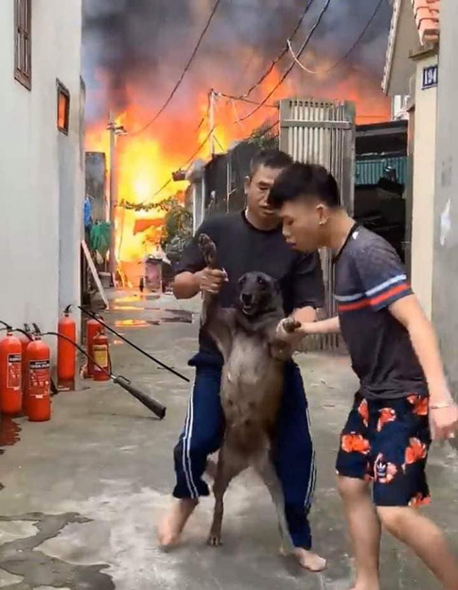 Biểu cảm khó đỡ của chú chó khi được lôi ra khỏi đám cháy