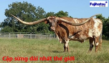 Con bò có cặp sừng dài nhất thế giới - Theo sách kỷ lục Guinness