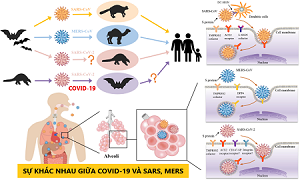 COVID-19 khác với SARS như thế nào?
