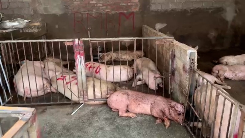 Phát hiện cơ sở ở Vĩnh Phúc mua gom hàng tấn lợn ốm, chết để giết mổ