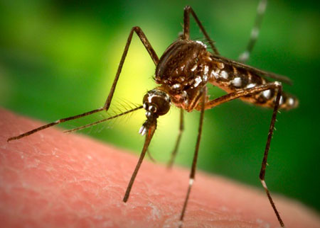 Mẹo khiến muỗi phải sợ "hết hốt" mà tránh xa
