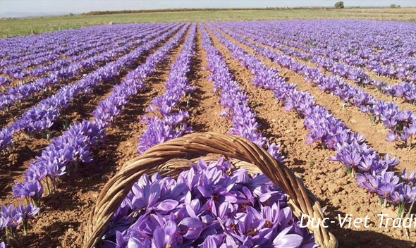 Điều gì khiến saffron trở nên đặc biệt trong y học?