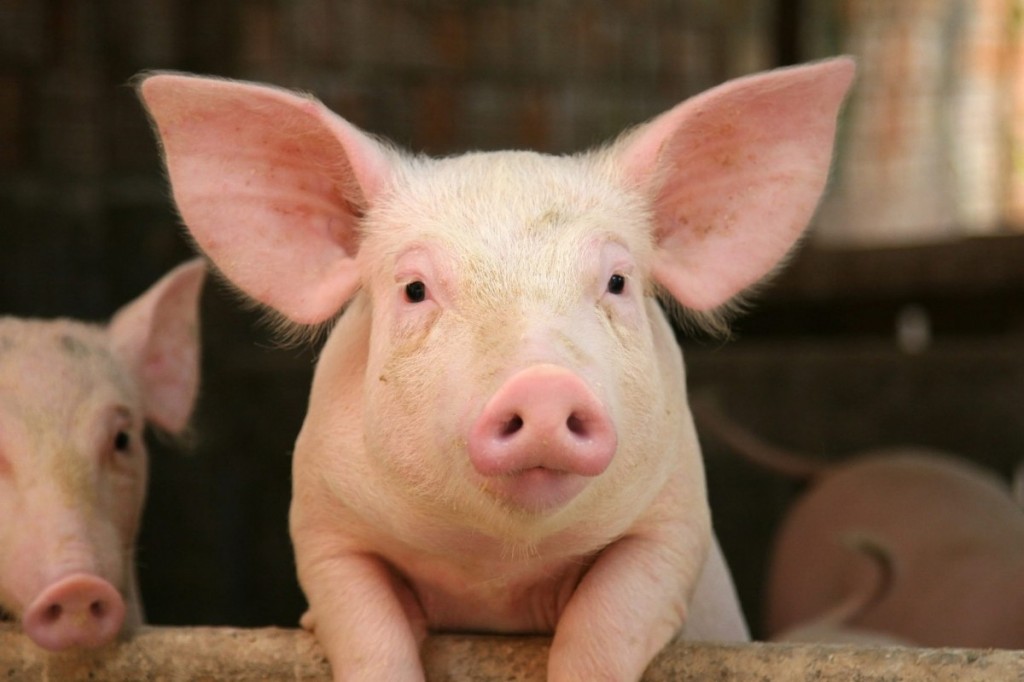 ‘Đến thịt lợn Tây Ban Nha cũng có lúc giá 20.000 đồng/kg’