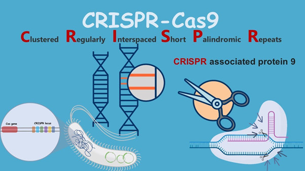 Công nghệ chỉnh sửa gen CRISPR cas9 - ứng dụng trong chữa bệnh và điều trị ung thư
