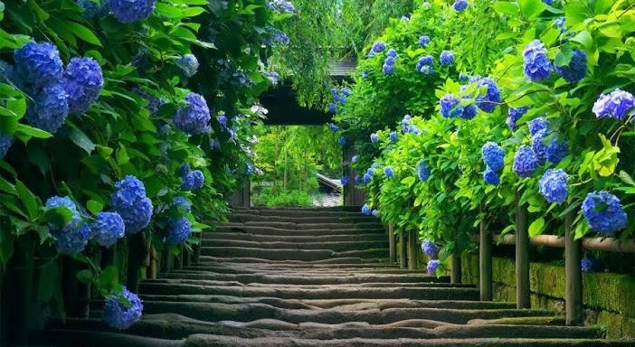 Cây cẩm tú cầu: Với tán lá xanh tươi và những bông hoa rực rỡ, cây cẩm tú cầu là một trong những loại cây trang trí tuyệt đẹp không thể thiếu trong bất cứ không gian nào. Hãy đón xem bức hình của cây cẩm tú cầu và cảm nhận sự hiếm có của chúng.