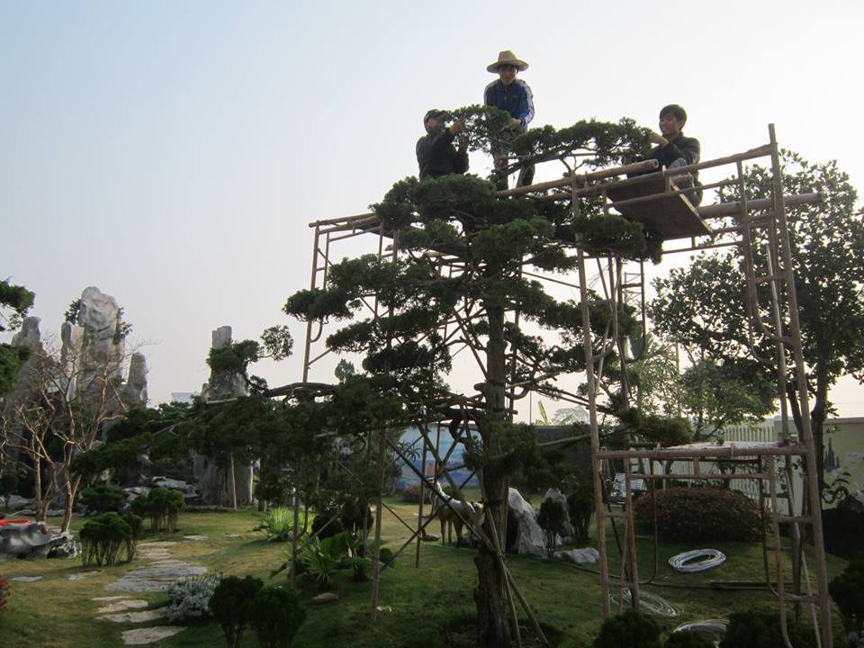 Dịch vụ sửa cây và tạo thế cây cảnh
