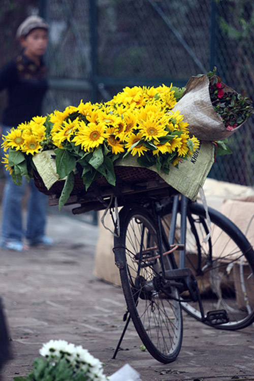 6 thành phố nên khám phá bằng xe đạp ở Việt Nam