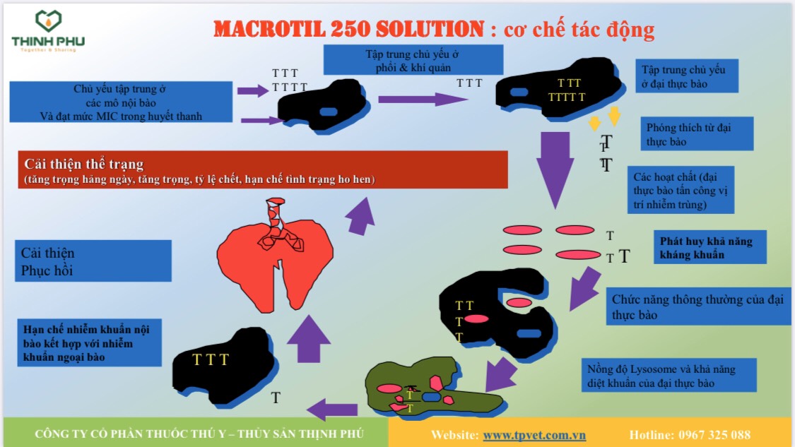 Cơ chế của MACROTIL 250 SOLUTION