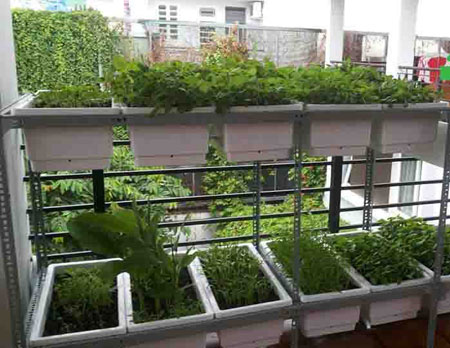 Tại sao nên trồng cây trong nhà trong căn hộ chung cư