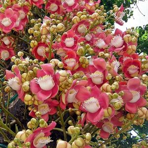 Cây sala - cây vô ưu, cây hoa quý linh thiêng nơi cửa phật