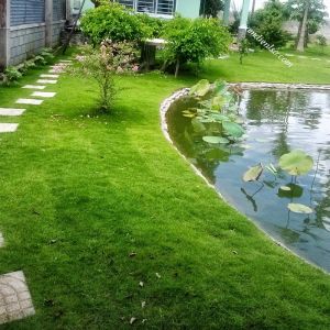 Cách khắc phục cỏ Nhung Nhật bị tàn lụi