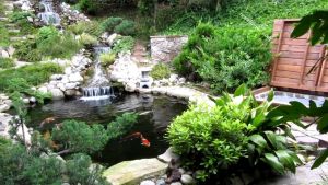 Tại sao nên có hồ cá Koi trong thiết kế sân vườn?