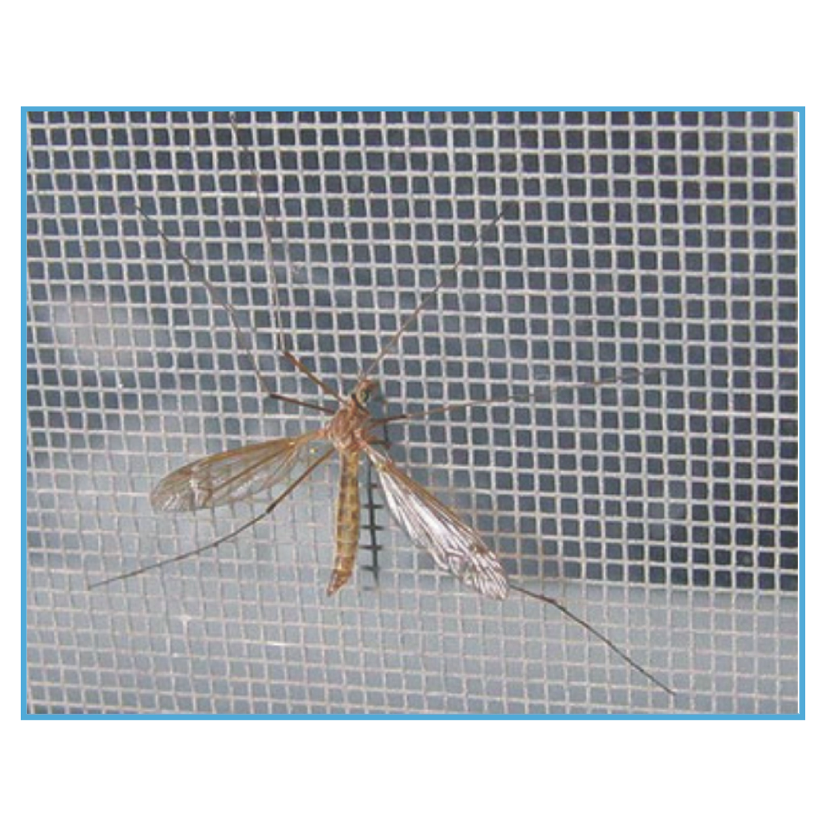 Cửa sổ mở trượt có mành chỗng muỗi