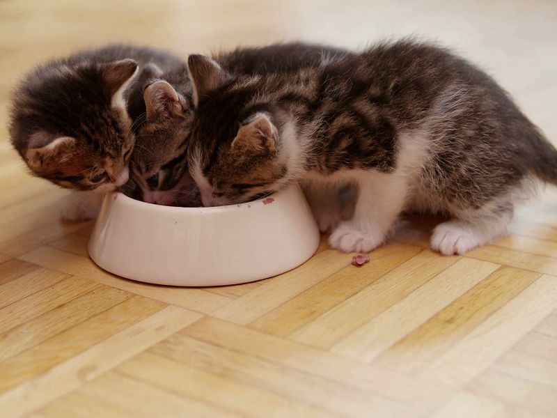 Khẩu phần ăn cho mèo như thế nào là tốt nhất?