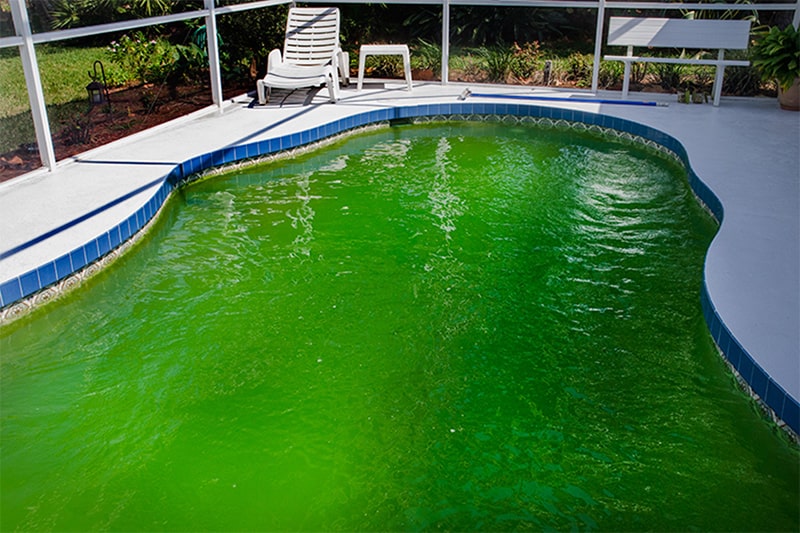 thay nước trong bể khi có hiện tượng chuyển màu xanh rêu