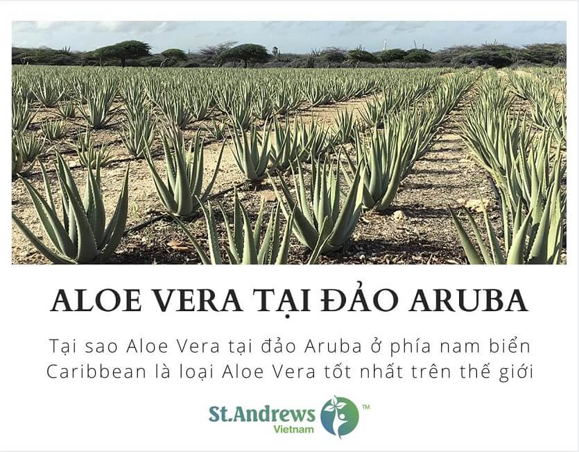 Tại Sao Aloe Vera tại Aruba tốt nhất thế giới?