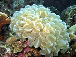 San hô bóng – Bubble coral