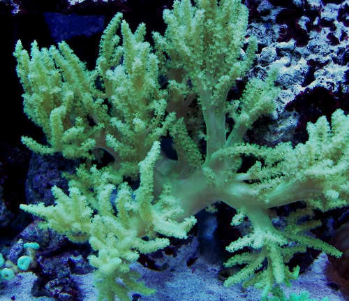 San hô Sừng mềm – Neon Pineapple Tree Coral