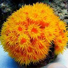 San hô Bông Cúc Vàng – Tube Coral