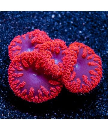 San hô nút nhung/ Blasto – Big Polyp Blastomussa Coral