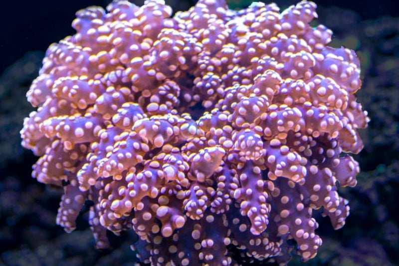 San hô mè – Frogspawn Coral