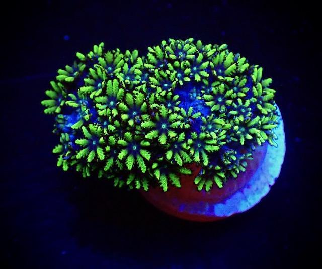 Blue Sympodium Coral