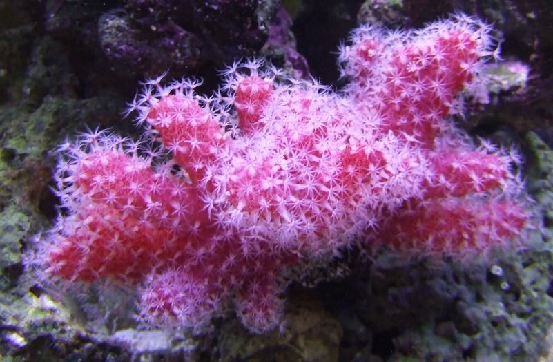 Chili Coral – Red Chili Coral