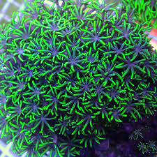 Green Star Polyp Coral – San hô cỏ cốm