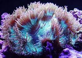 San hô Dẹp – Elegance Coral