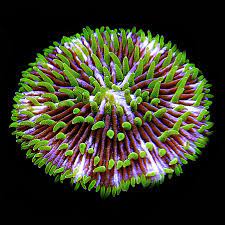 Fungia Coral/ Palte Coral – San hô đĩa bay
