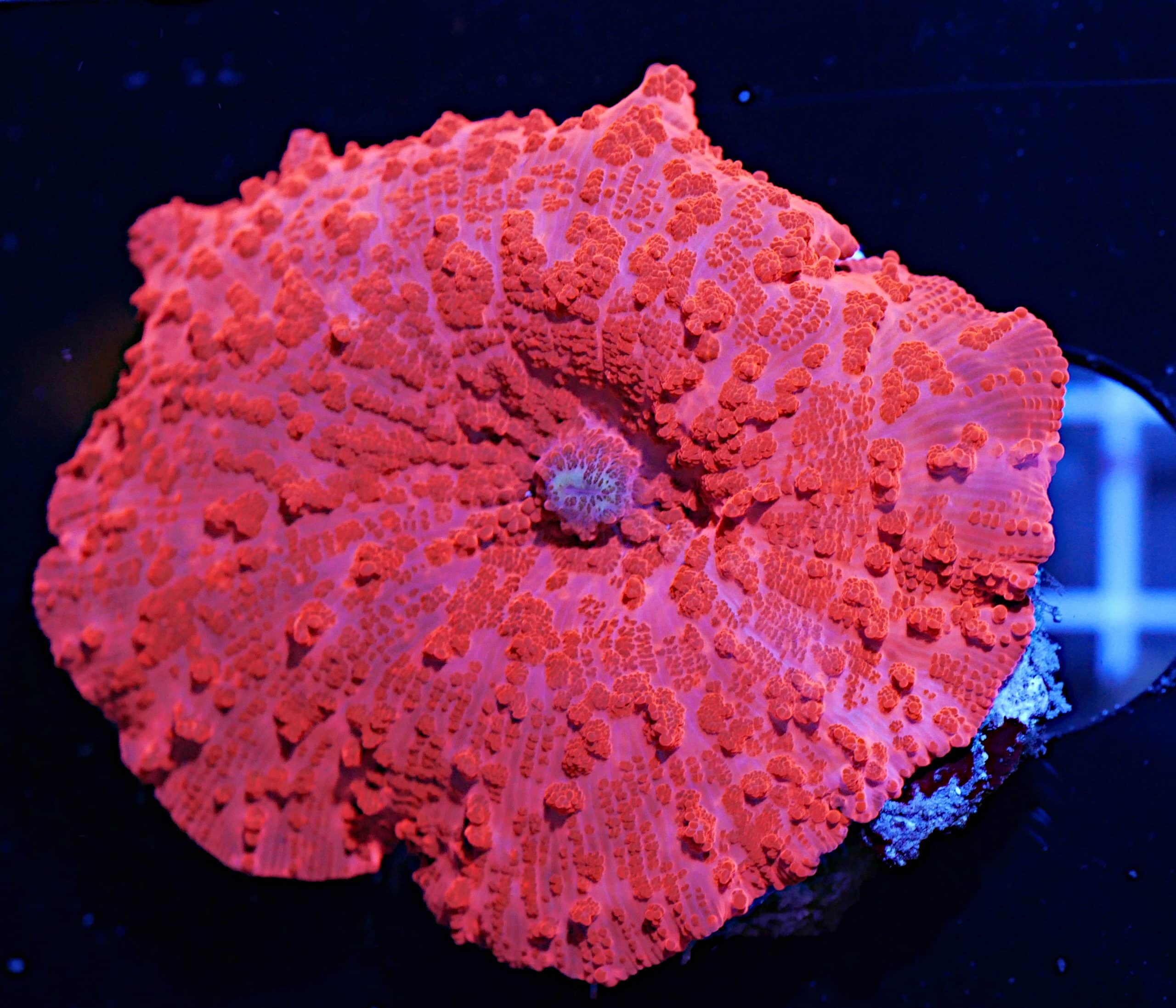 Red Mushroom Coral – San hô bèo đỏ
