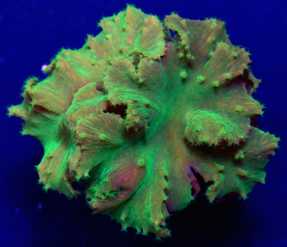 San hô Green Cabbage Leather Coral