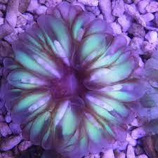 Button Coral, Cynarina – San hô thủy tinh