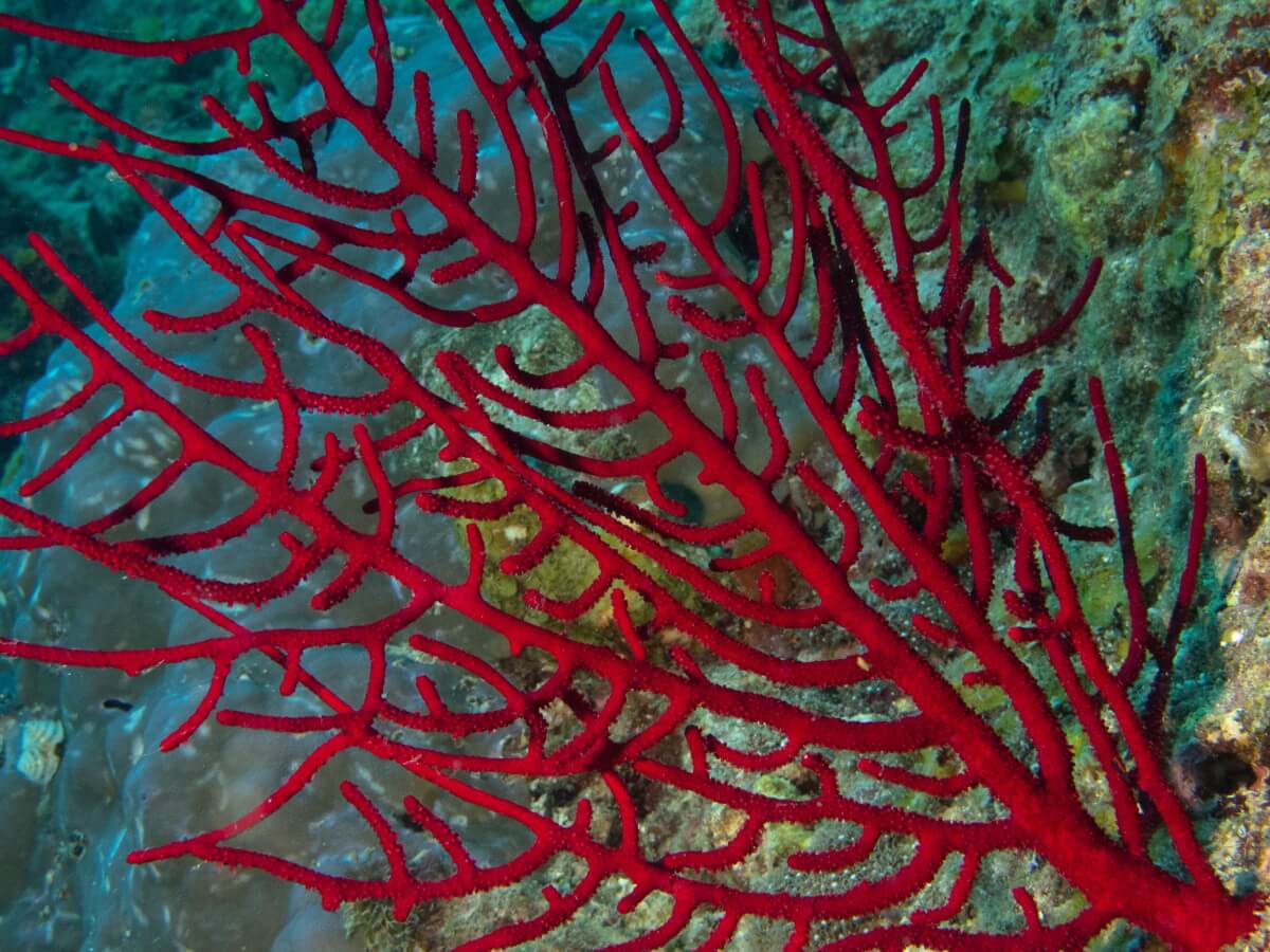 San hô cành dương – Sea Fan coral