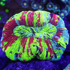 San hô chén đá/ bánh bò – Trachyphyllia Brain Coral