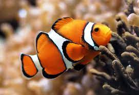Ocellaris Clownfish – Cá hề Ocellaris