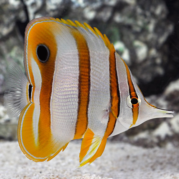 Đào học trò – Copperband Butterflyfish