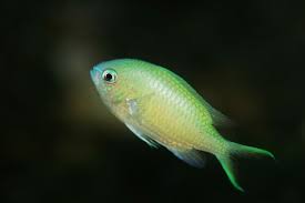 Thia lá mạ – Blue Green Reef Chromis