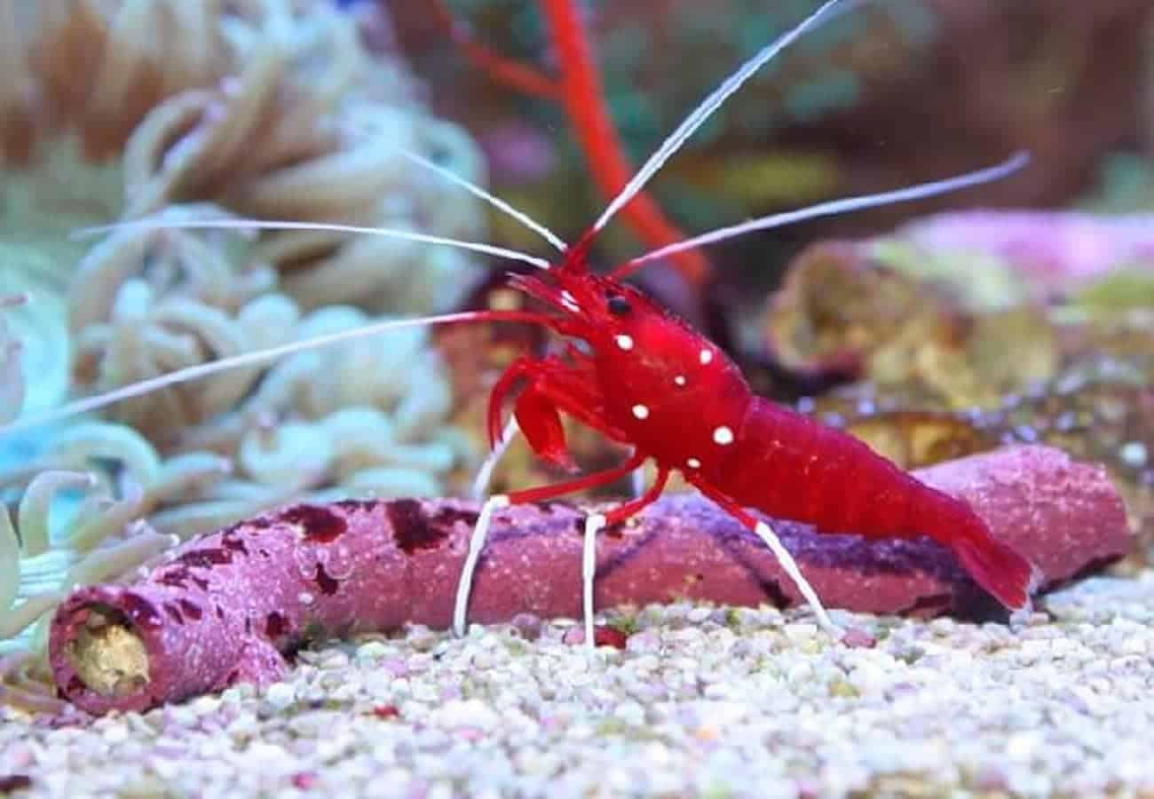 Tôm Y Tá – Blood Red Fire Shrimp
