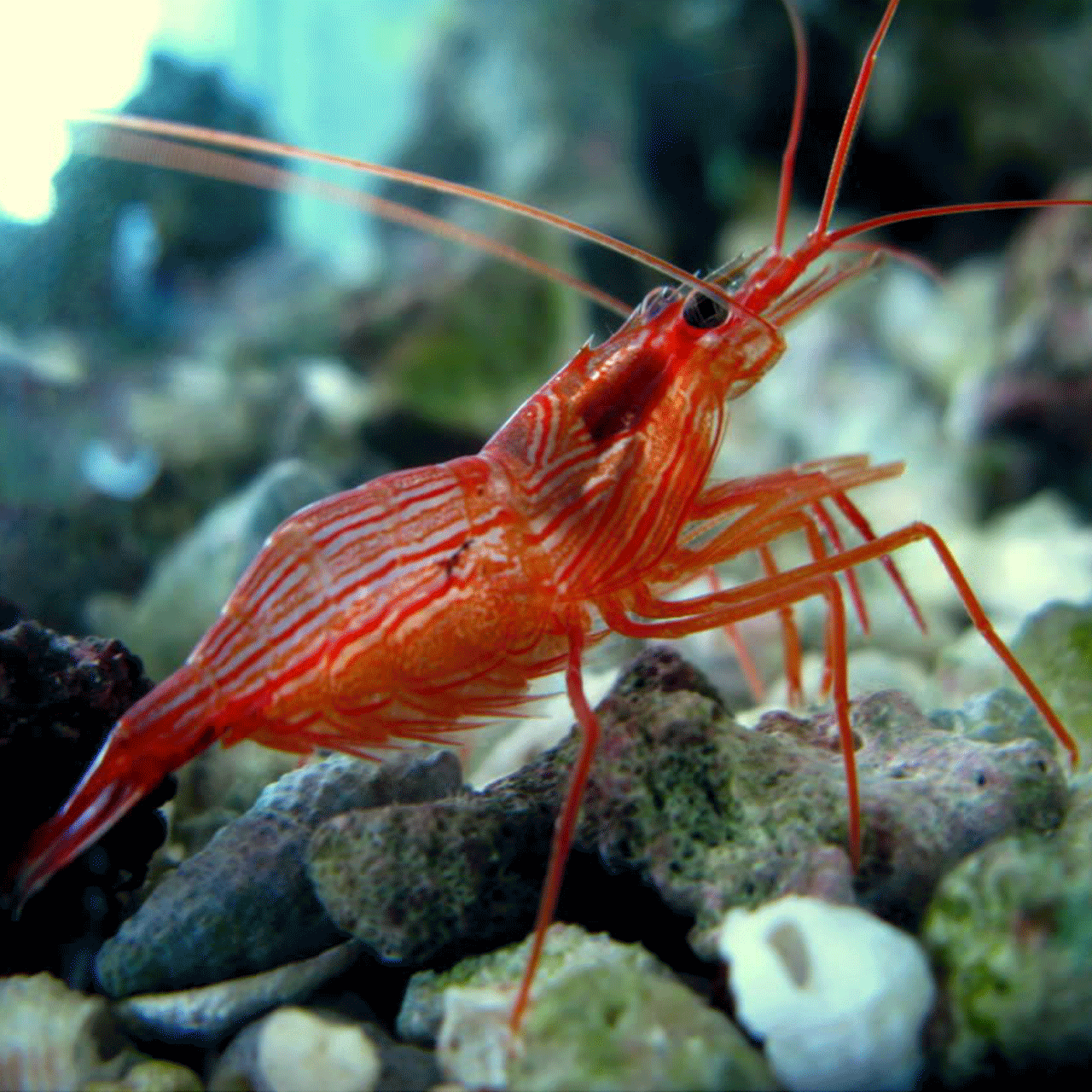 Tôm bạc hà – Peppermint Shrimp