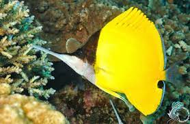 Yellow longnose butteflyfish – Cá chim sâu