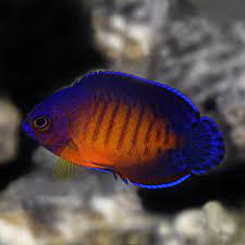 Coral Beauty Angelfish – Cá sim tím