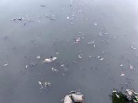 Nước thải sinh hoạt khiến cá hồ Công viên Trung tâm TP Vinh chết hàng loạt?