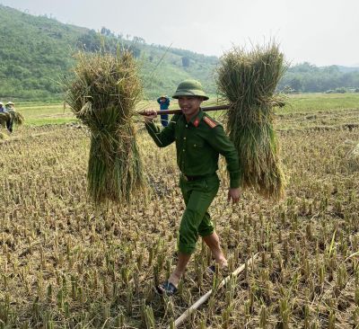 Công an xã Cẩm Long đội nắng giúp dân gặt lúa